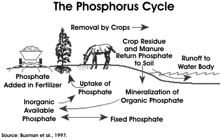 Phosphorus Torch Conservation Center