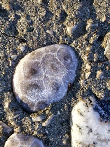 Where to Find Petoskey Stones in Michigan