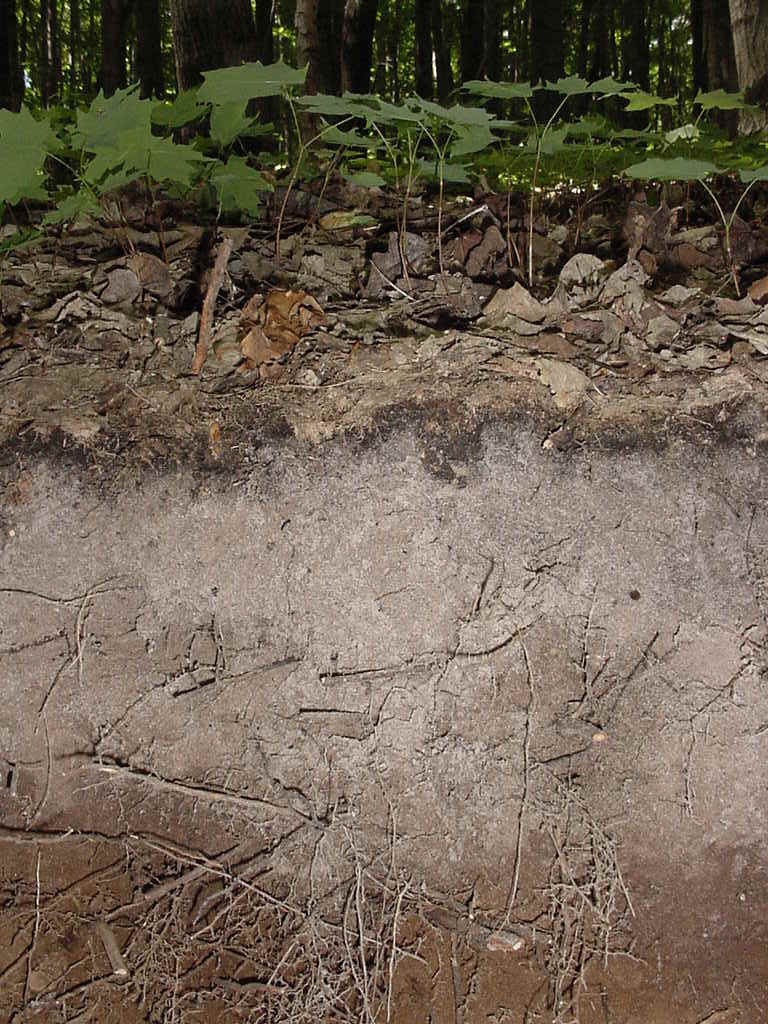 Sandy Loam Soil