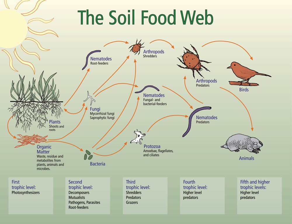 Living Organisms and Dead Material in Soil Image: USDA