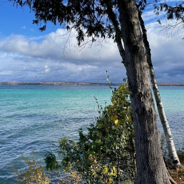 tree on bank of blue lake