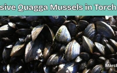 Quagga Mussels in Torch Lake