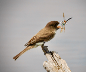swallow