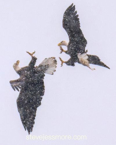 2 bald eagles