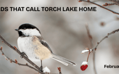 The Birds of Torch Lake: Our Year-Round Neighbors