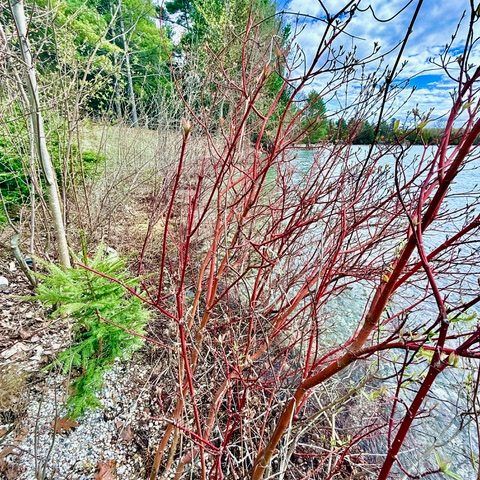 dogwood shrub