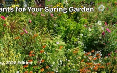 Native Plants for your Spring Garden