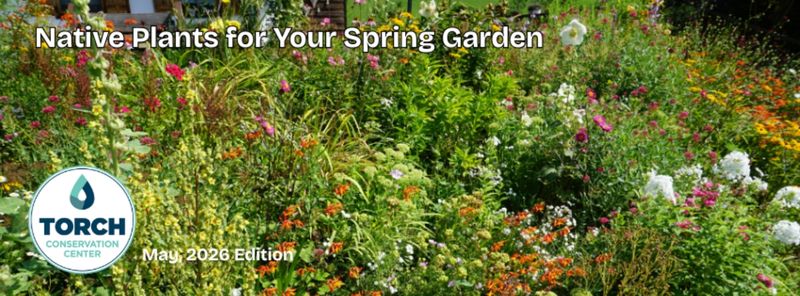 spring flowers in garden