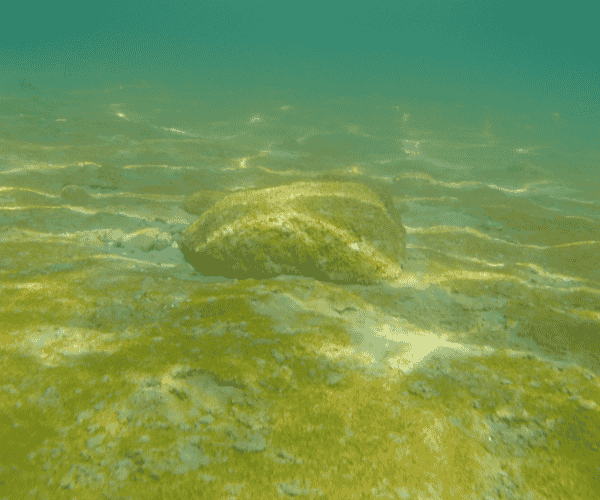 Algae, a recent change to the bottom of Torch Lake
