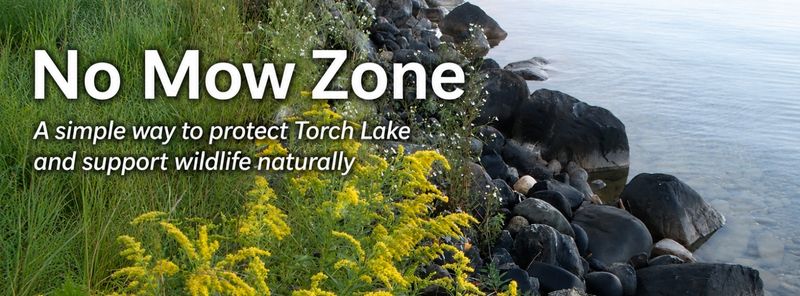 rocks and native plants on lakeshore