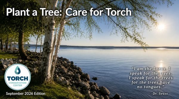 trees on lake shore
