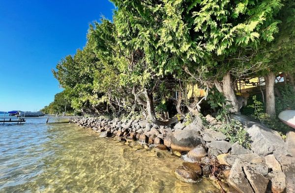tree roots on bank