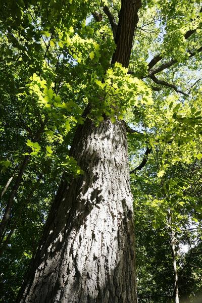 forest tree