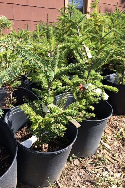 tree saplings in pots